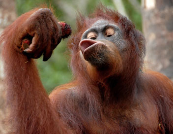 Une le pour les orangs-outans - Partie de pche