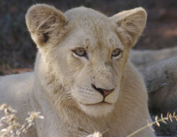 Les lionnes blanches de Timbavati - Plus fortes que le destin