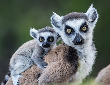 Aventures en terre animale - Le lmurien de Madagascar