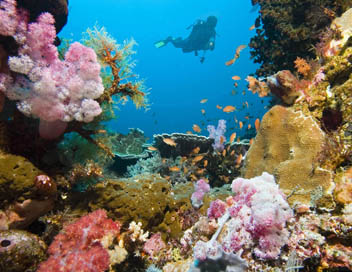 Gros plan sur la nature - La Grande Barrire de corail