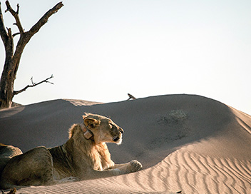 Lions de Namibie, les rois du dsert