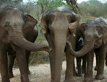 Elphants du Sri Lanka