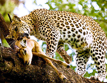 Dikeledi, le lopard qui ne veut pas quitter sa mre