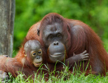 Sauvez les grands singes de Malaisie