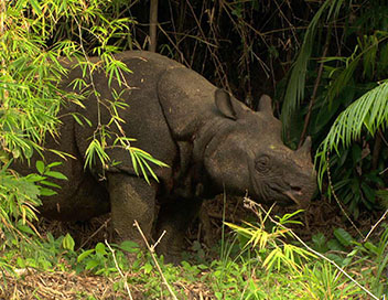 Les grands animaux d'Asie - Le rhinocros