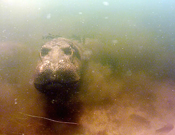 Mission monstres marins - Plonge avec l'hippopotame