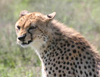 Conte sauvage du Serengeti