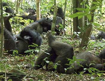 Les derniers refuges - Chimpanzs en Cte d'Ivoire