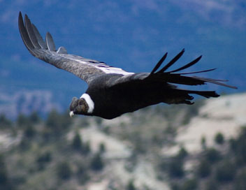 360-GEO - Sur les ailes du condor des Andes