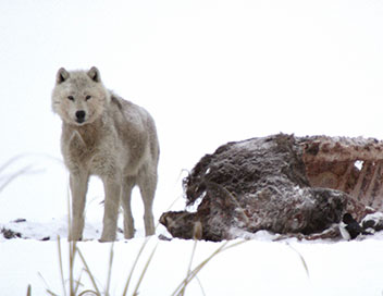 Un loup contre les bisons