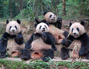 Sur la piste des pandas - La meilleure des mamans pandas