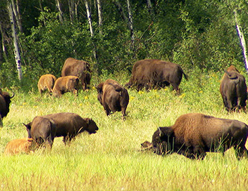 Humanima - Le retour du bison des plaines