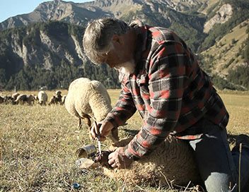 Entre autres - Le berger des Hautes-Alpes
