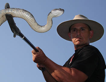 Animal Extractors - Un serpent en colre