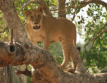 Devenir lion - Une leon d'escalade