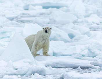 Scandinavie, l'appel de la nature - L'ours polaire