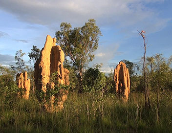 Les termites btisseurs
