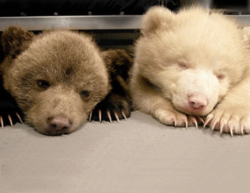Poivre et Sel, deux oursons en Arctique - L'automne