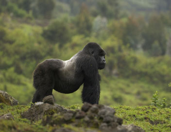 Les derniers gorilles de montagne - Rano, le nouveau chef de clan