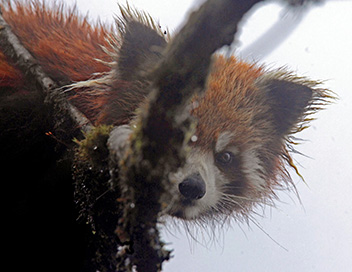 Aventures en terre animale - Le panda roux de l'Himalaya