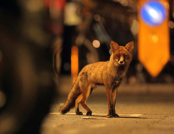 Aventures en terre animale - Le renard de Londres