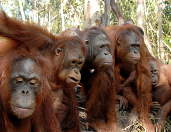 Une le pour les orangs-outans - L'installation