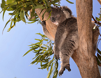 360-GEO - L'hpital des koalas