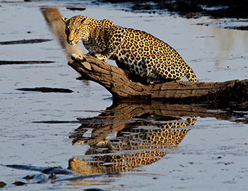 Lopards pcheurs du Botswana