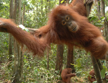 Une le pour les orangs-outans - Le dnouement