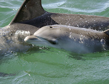Les bbs dauphins de Shark Bay