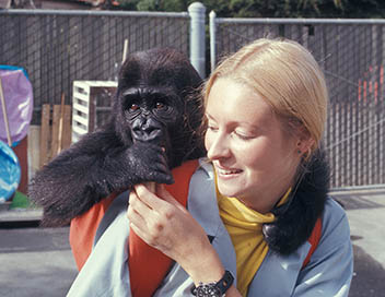Grandeurs nature - La fascinante histoire de Koko le gorille qui parle