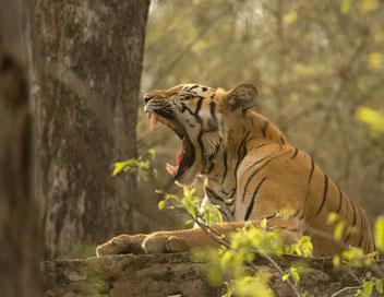 Secrets de l'Inde sauvage - La terre du tigre