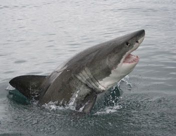 Tueurs ns - Les grands requins blancs