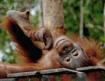 Une le pour les orangs-outans - Sushis  gogo