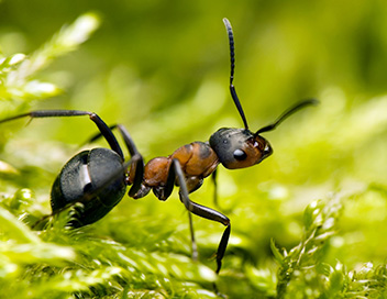 Les superpouvoirs des animaux - Les fourmis