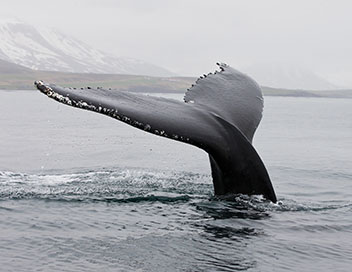 Scandinavie, l'appel de la nature - La baleine