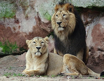 Les grands animaux d'Asie - Le lion
