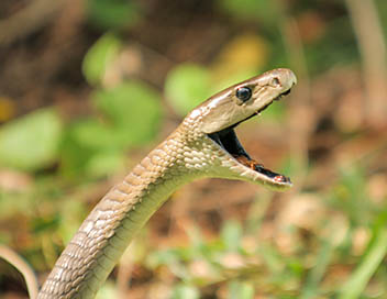 Le baiser mortel du serpent