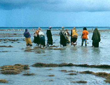 Les pcheuses d'algues de Zanzibar