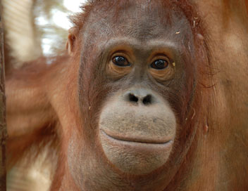Une le pour les orangs-outans - Prisonniers des eaux