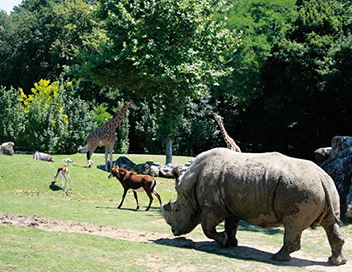 Capital - Parc Astrix, zoo de Beauval : les secrets de leur incroyable succs