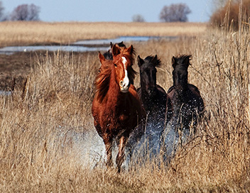 360-GEO - Danube bleu et chevaux sauvages