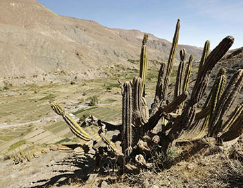 Plante sable - Atacama,  la poursuite de l'eau