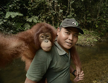 A l'cole de la vie sauvage - Les orangs-outans