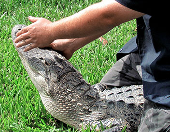 Gator Boys : au secours des alligators - Un chat hors-normes