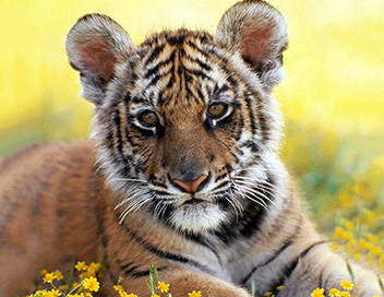 Nous, les bbs animaux - Les tigres