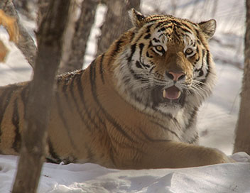 Les grands animaux d'Asie - Le tigre de l'Amour