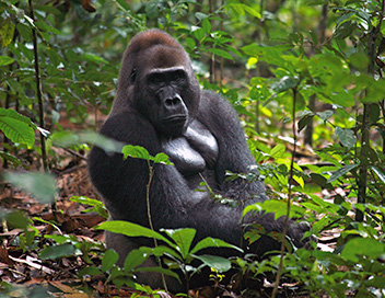 Congo - Au royaume des hominids