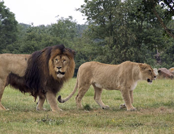 Lions et hynes, ennemis jurs - Cooprer