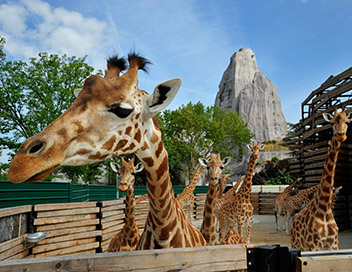 Un zoo  Paris - Les girafes sont chez elles